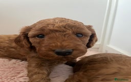 Cockapoo dogs for sale: 2 beautiful cockapoos for sale  in Scarborough - Image 8