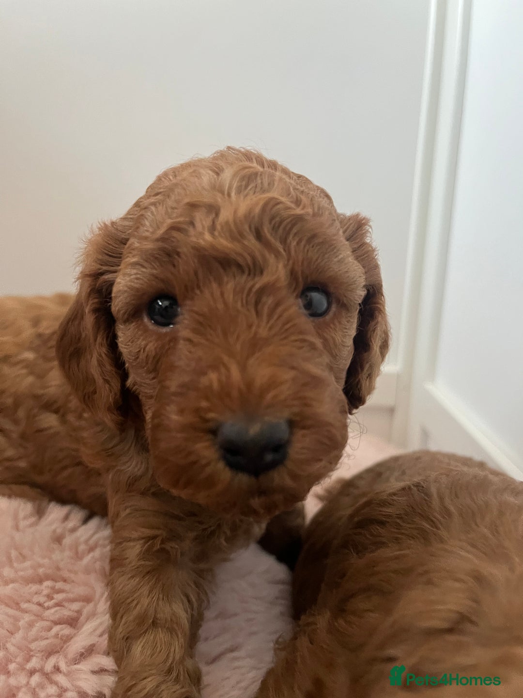 Cockapoo dogs for sale: 2 beautiful cockapoos for sale  in Scarborough - Image 8