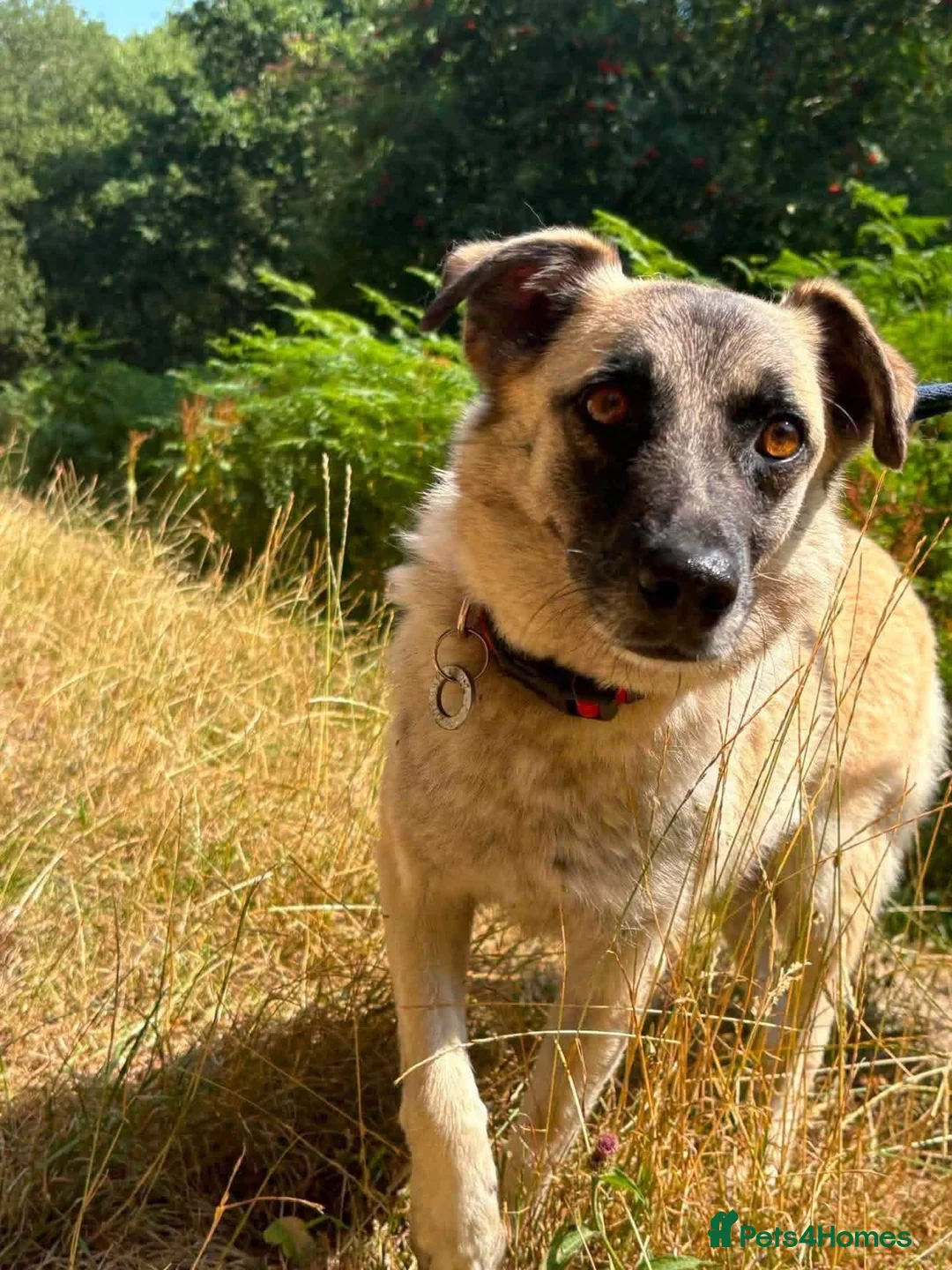 Mixed Breed dogs for adoption: Rodney - Norwich Norfolk  - Advert 14
