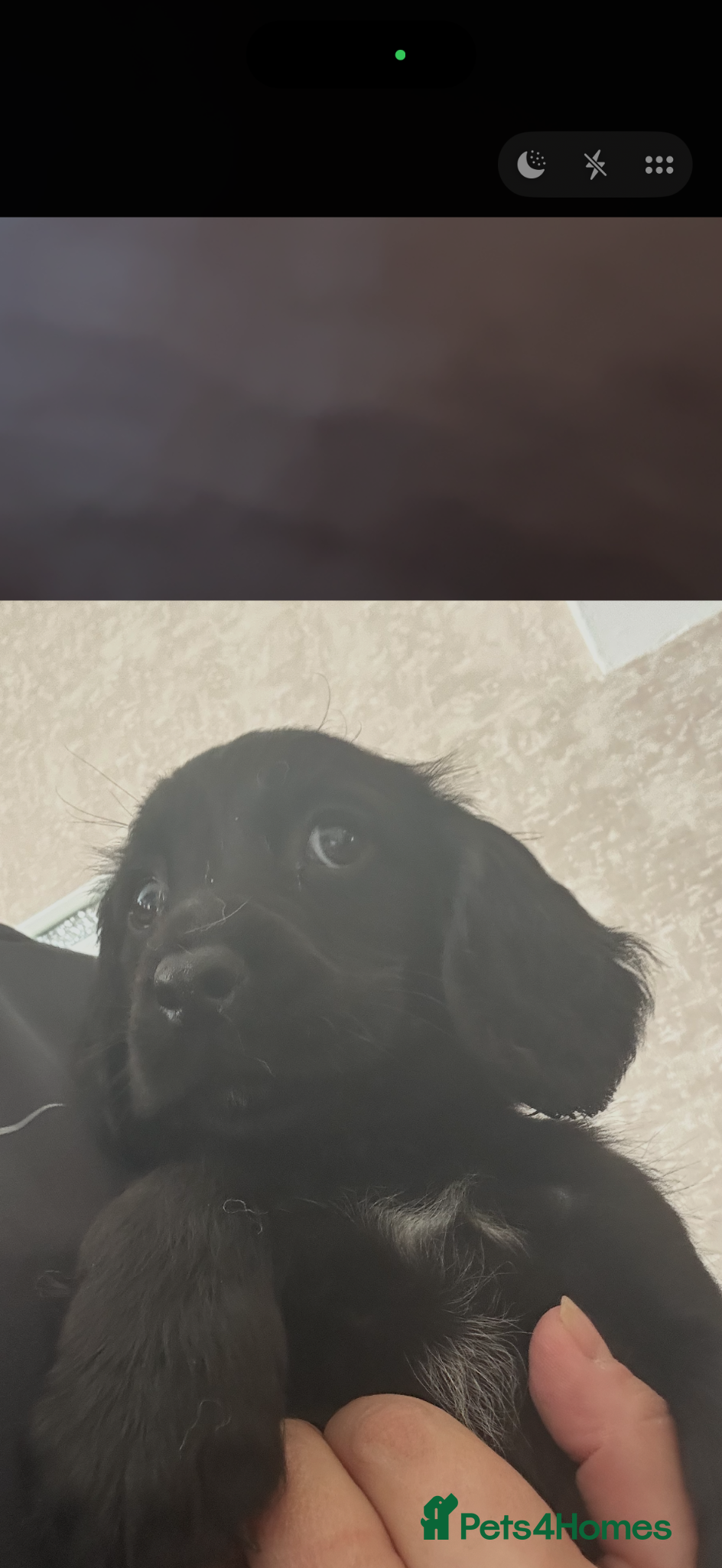 Cocker Spaniel dogs Cocker spaniel puppies - Advert 14