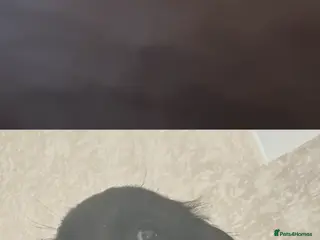 Cocker Spaniel dogs Cocker spaniel puppies - Advert 15