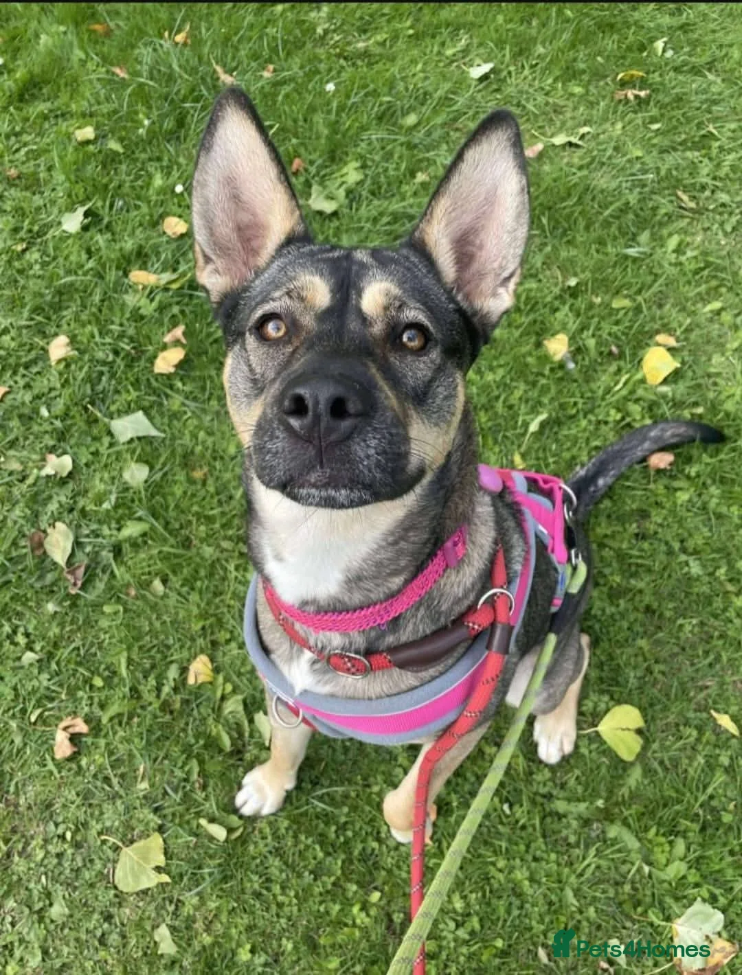 Mixed Breed dogs for adoption: Meet Kimmy, currently residing in Cheshire  - Advert 3