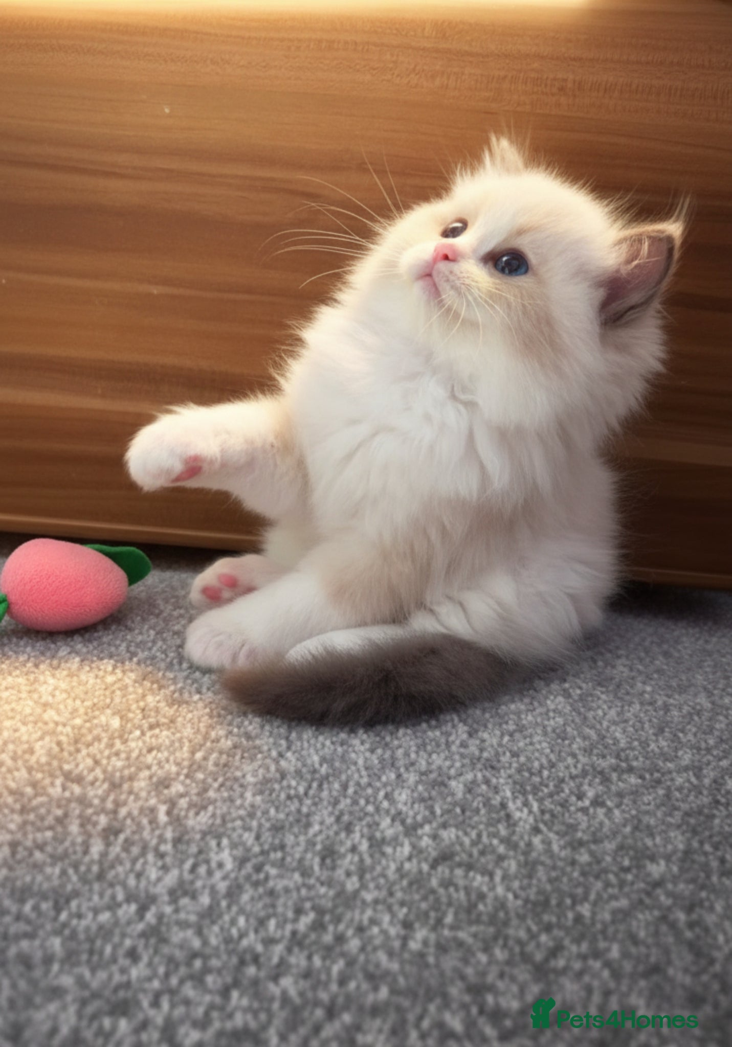 Ragdoll cats 🐾RAGDOLL KITTENS – BLUE BICOLOR BOYS AVAILABLE 🐾 - Advert 2