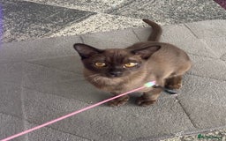 Burmese cats for sale: Lovely Burmese neutered kitten .GCCF registered. - Image 7