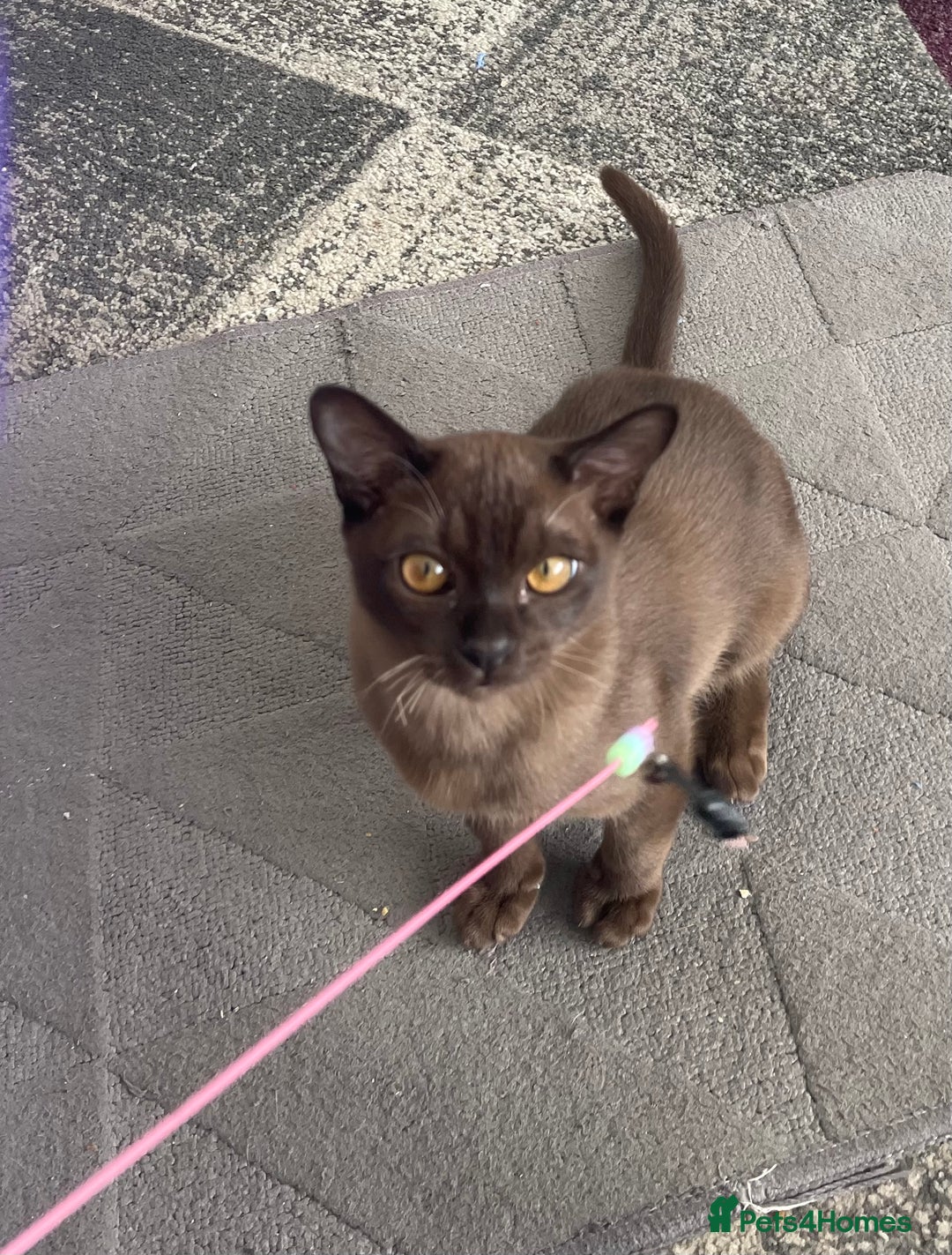 Burmese cats for sale: Lovely Burmese neutered kitten .GCCF registered. - Image 7