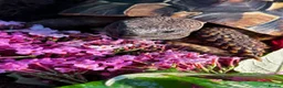 Hermann Tortoise reptiles for sale: Much loved male hermans - Advert 4