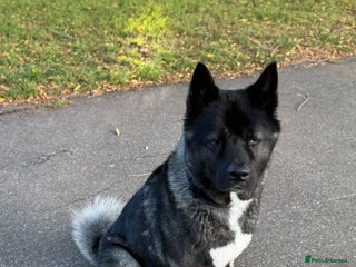 Akita dogs - Advert 27