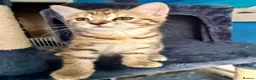 Bengal cats for sale: Beautiful kittens 🐈‍⬛  - Advert 2