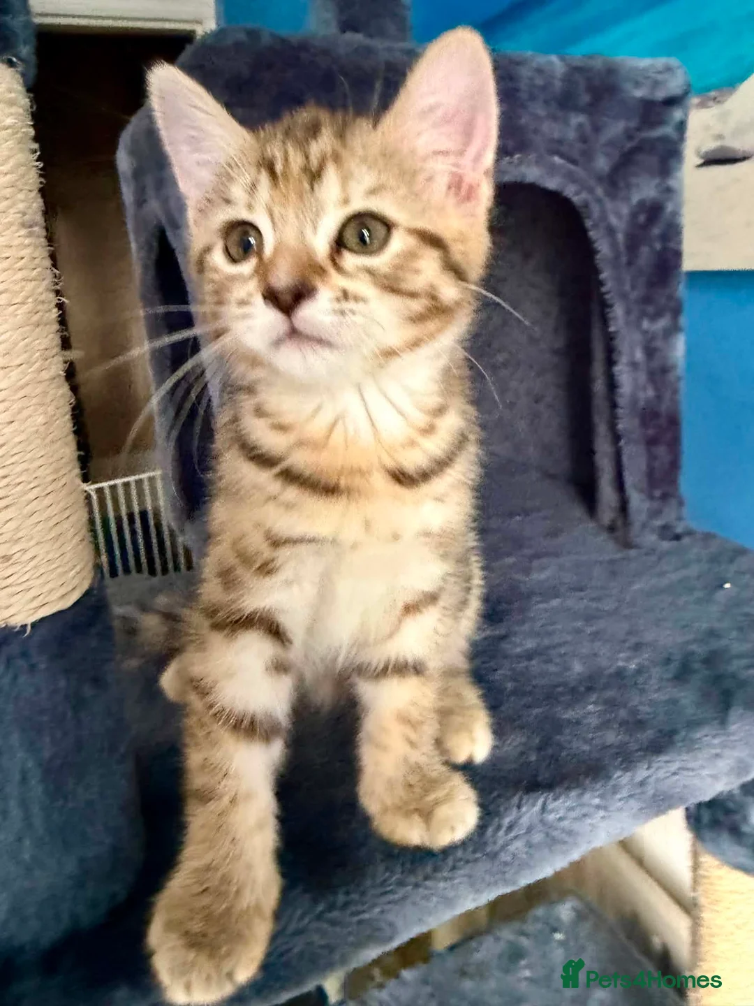 Bengal cats for sale: Beautiful kittens 🐈‍⬛  - Advert 2