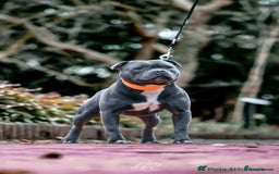 Staffordshire Bull Terrier dogs for sale: Blue staffordshire bull terriors - Image 6