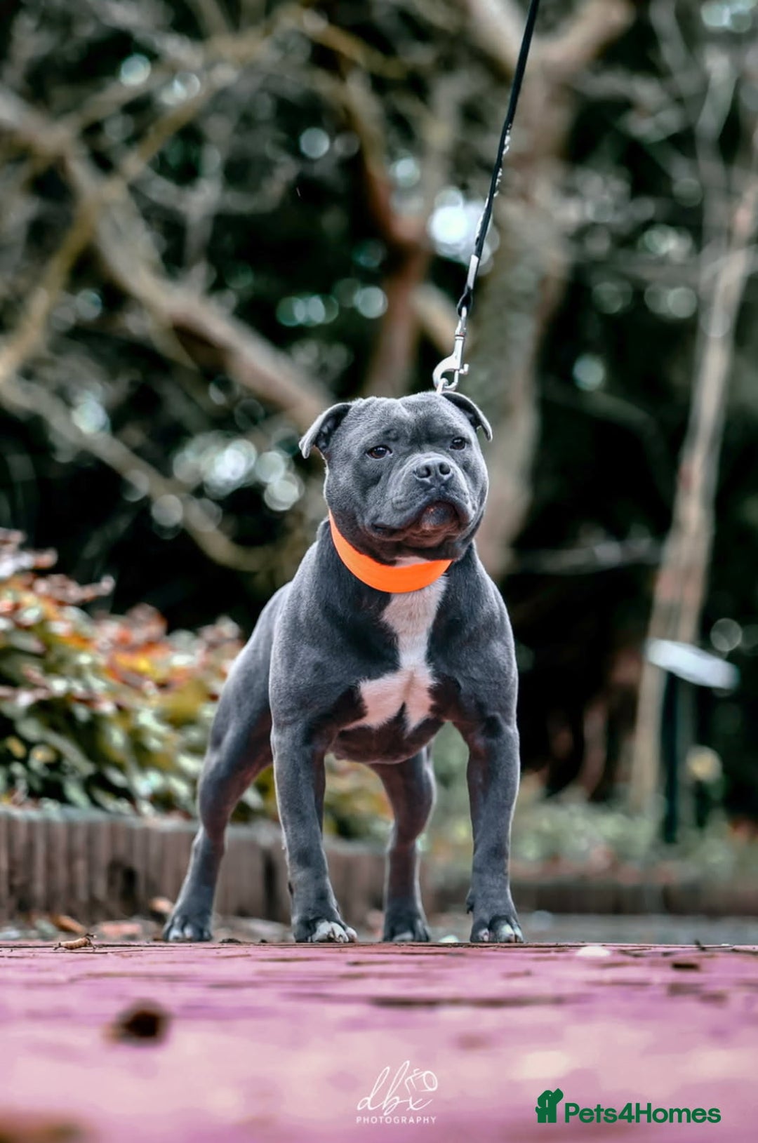 Staffordshire Bull Terrier dogs for sale: Blue staffordshire bull terriors - Image 6