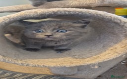 Ragdoll cats for sale: Ragdoll cross  - Image 6