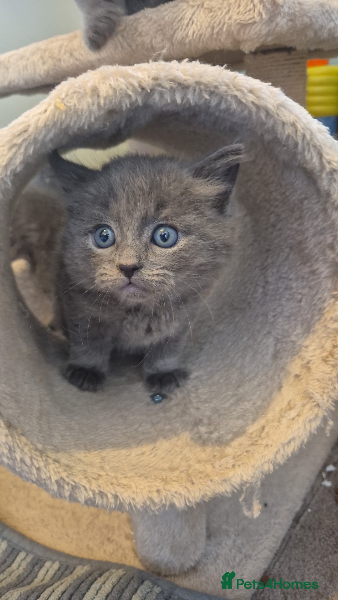Ragdoll cats for sale: Ragdoll cross  - Image 6