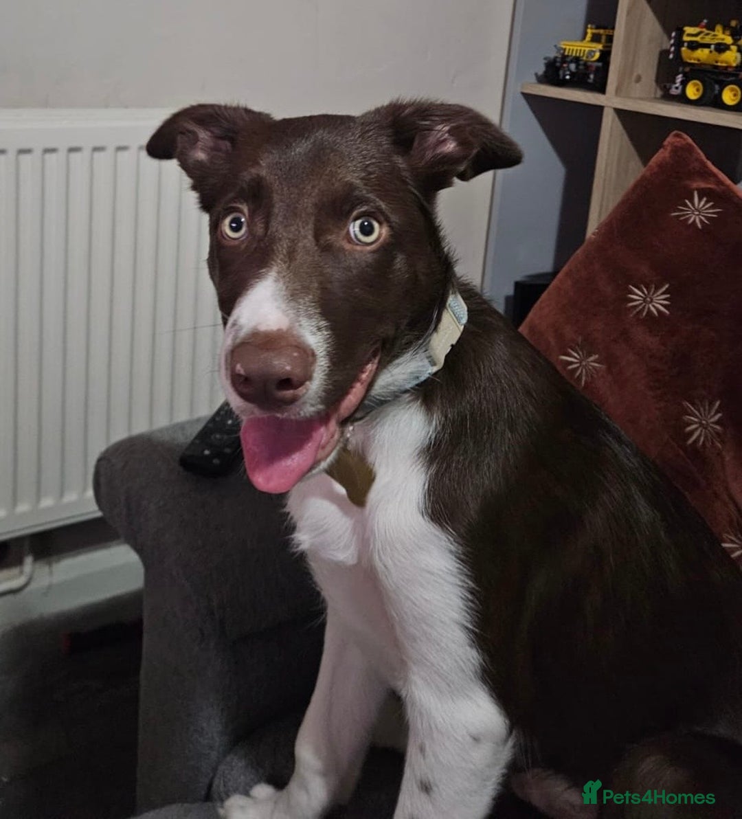 Border Collie dogs for sale: Rehoming my pup Ozzy  - Advert 4