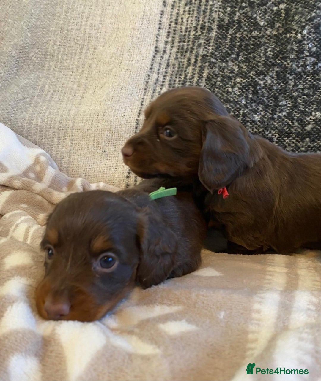 Miniature Dachshund dogs for sale: Miniature Dachshund Puppies Chocolate and Tan KC - Advert 3