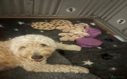 Double Doodle dogs for sale: Double doodle litter born 24/07/25 - Image 25