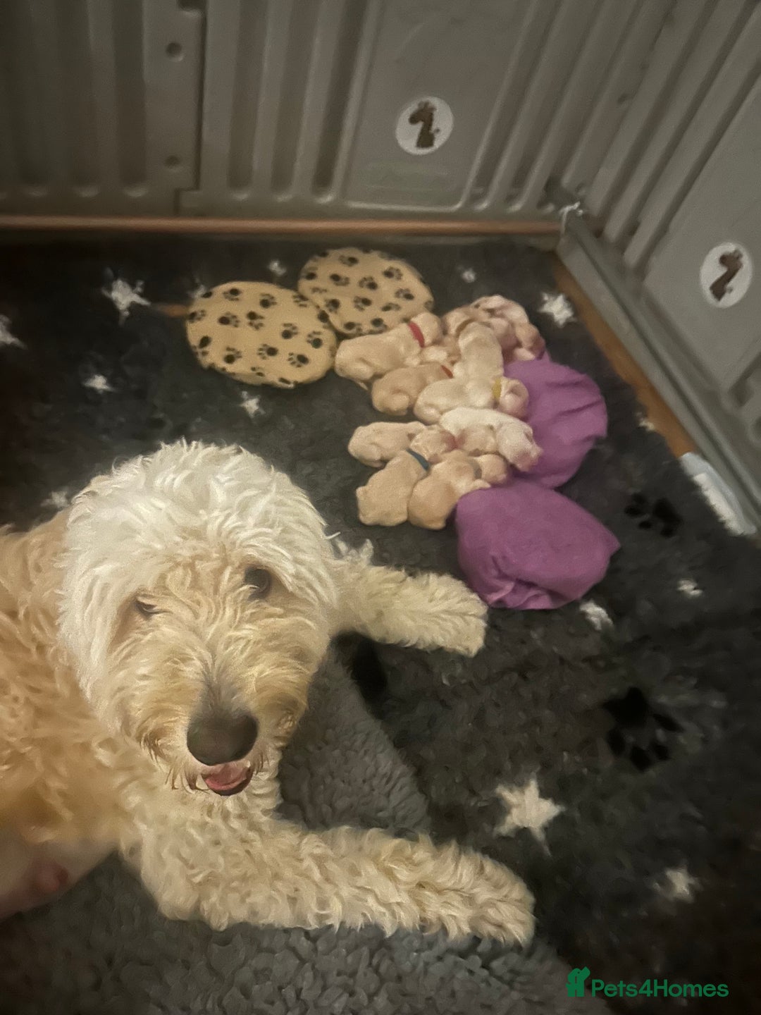 Double Doodle dogs for sale: Double doodle litter born 24/07/25 - Image 25