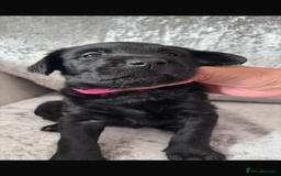 Australian Labradoodle dogs for sale: Puppy  - Image 7