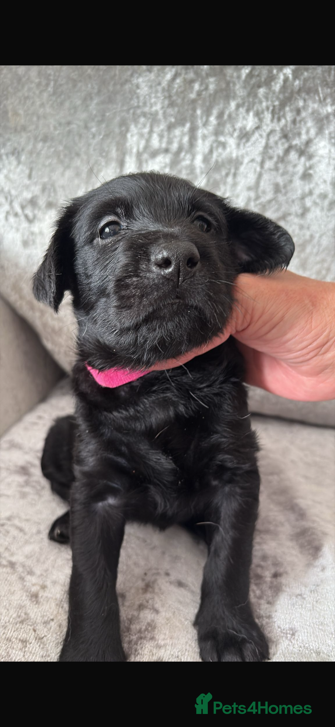 Australian Labradoodle dogs for sale: Puppy  - Image 7