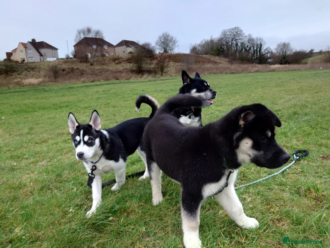 Mixed Breed dogs for sale: Siberian Husky x (Alaskan Malamute x English Bull) - Advert 12
