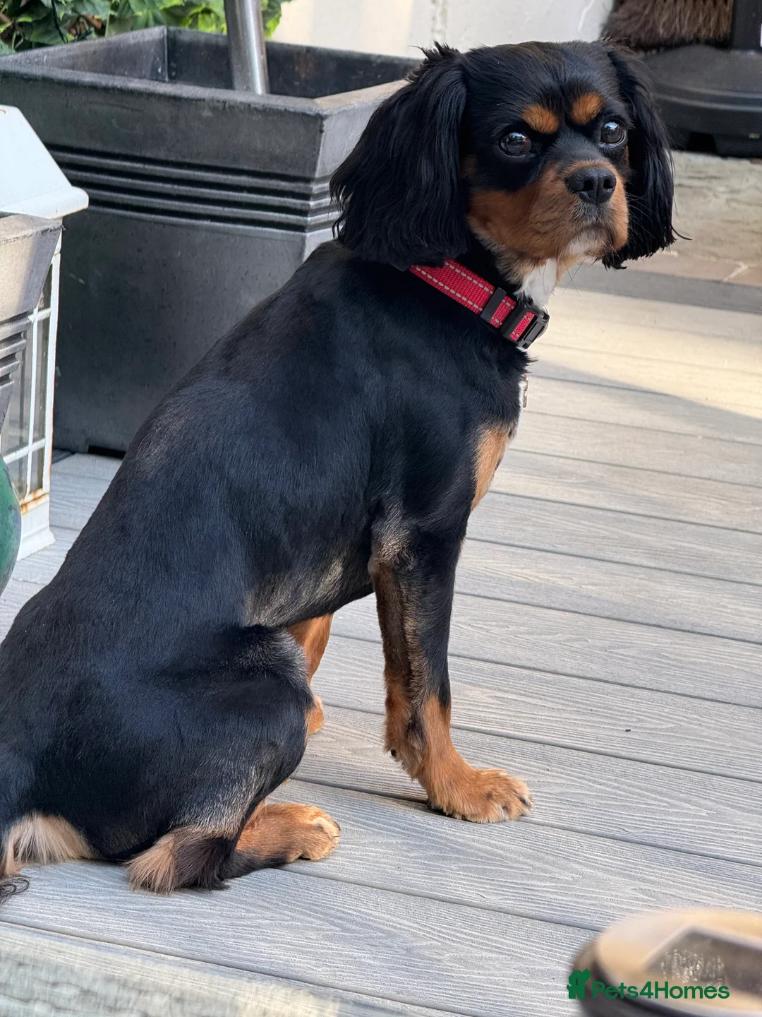 Cavalier King Charles Spaniel dogs for stud: *PROVEN* HEALTH TESTED Black & Tan Cavalier STUD in Oldham - Advert 14