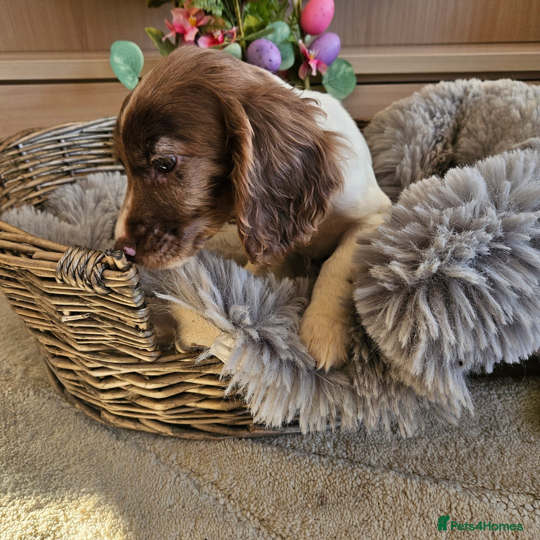 Cocker Spaniel dogs for sale: Stunning mix of working type cocker spaniels  - Advert 22