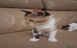 British Shorthair cats for sale: 2 beautiful calico girls - Image 6
