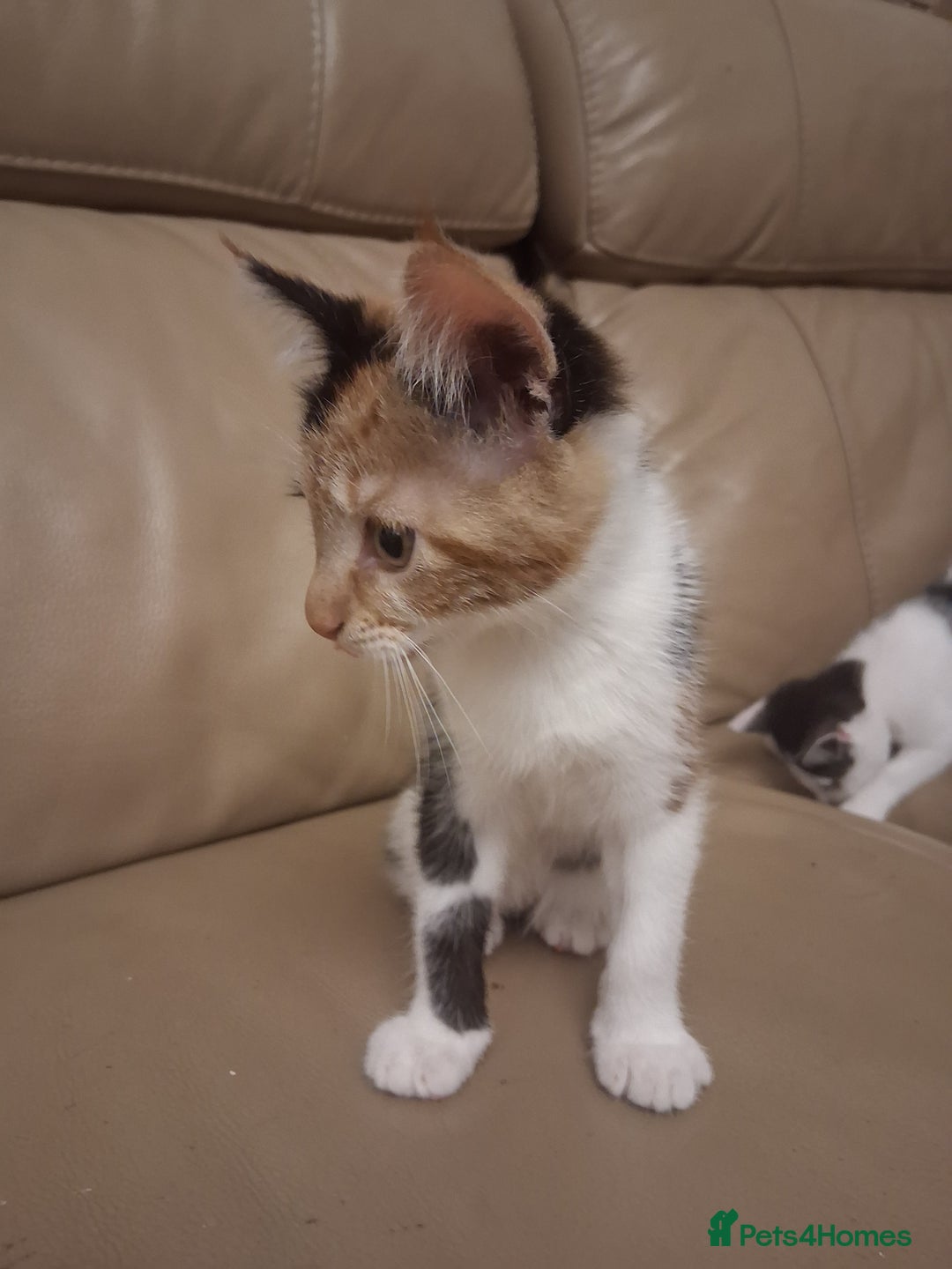 British Shorthair cats for sale: 2 beautiful calico girls - Image 6