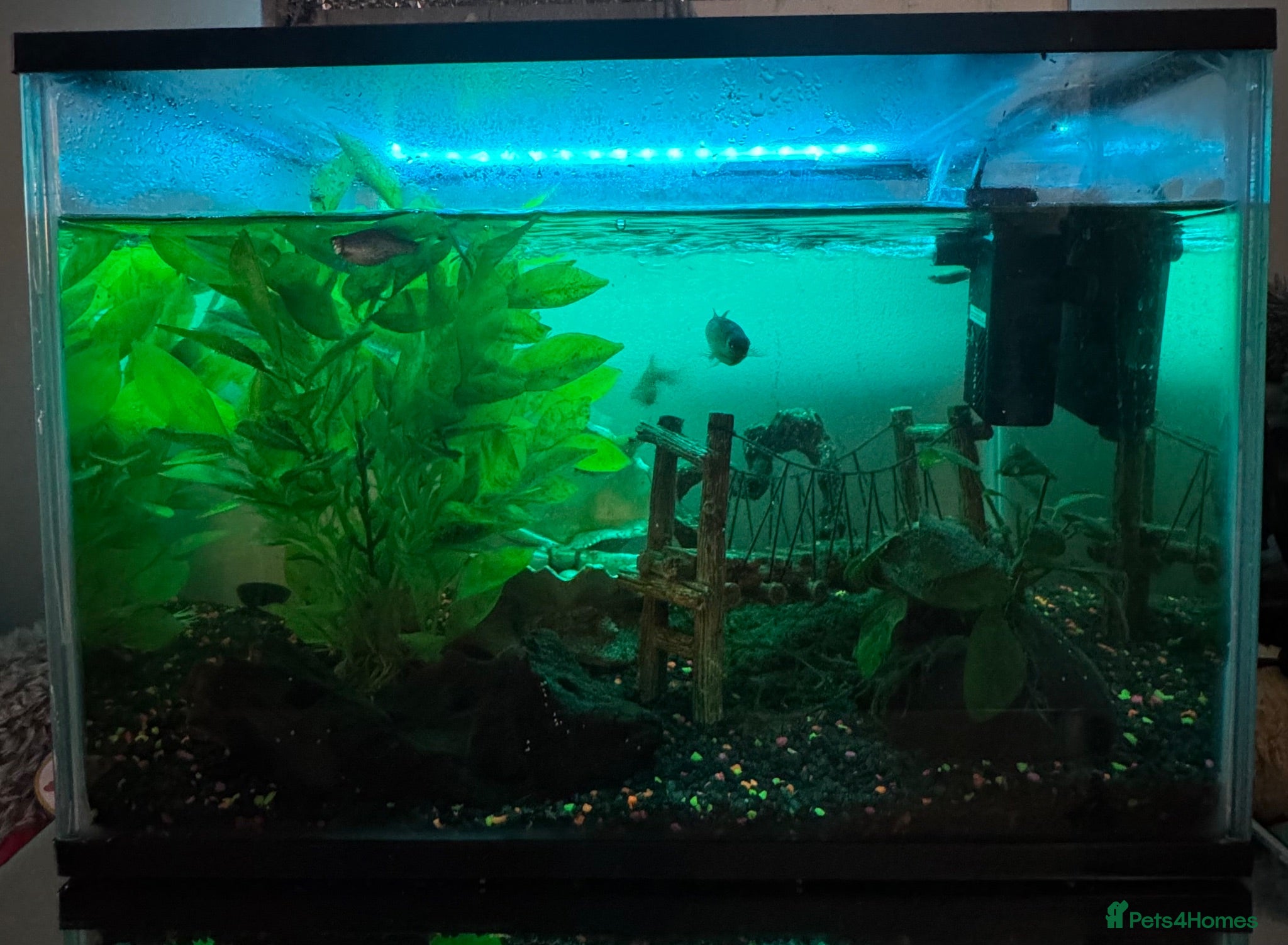 Other/Mixed Breed fish Fish  - Advert 3