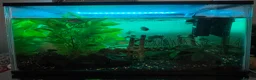 Other/Mixed Breed fish for sale: Fish  - Advert 1