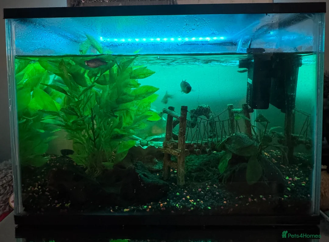Other/Mixed Breed fish for sale: Fish  - Advert 1