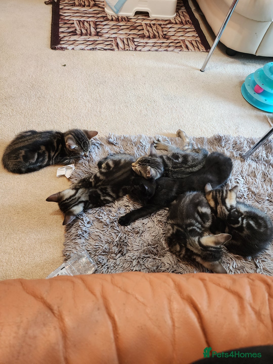 European cats for sale: 7 Lovely tabby kittens for sale - Image 19