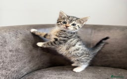 Mixed Breed cats for sale: Mixed breed kittens  - Image 3