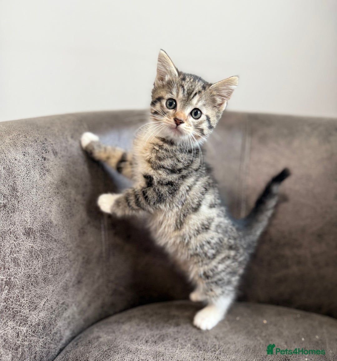 Mixed Breed cats for sale: Mixed breed kittens  - Image 3