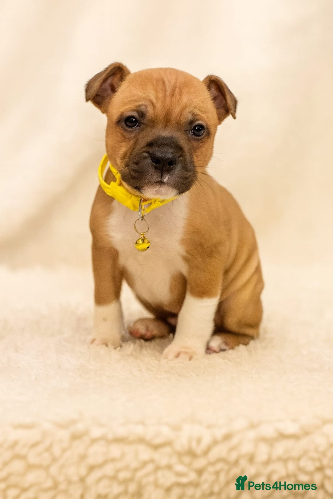 Staffordshire Bull Terrier dogs for sale: RED & WHITE SHORT & STOCKY TYPE PUPS AVAILABLE  - Advert 3