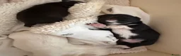Chihuahua dogs for sale: Beautiful Chihuahua Boys 🐾 - Advert 10