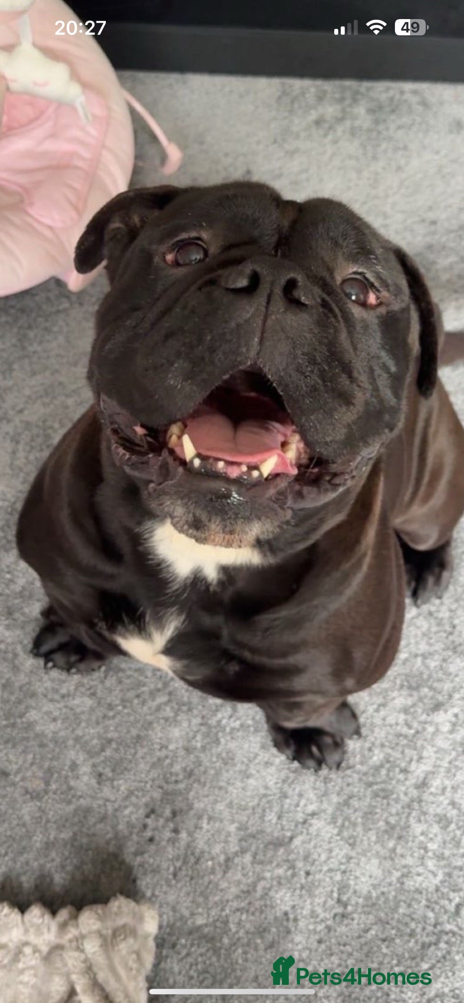 Mixed Breed dogs Old English bulldog/staff - Advert 2