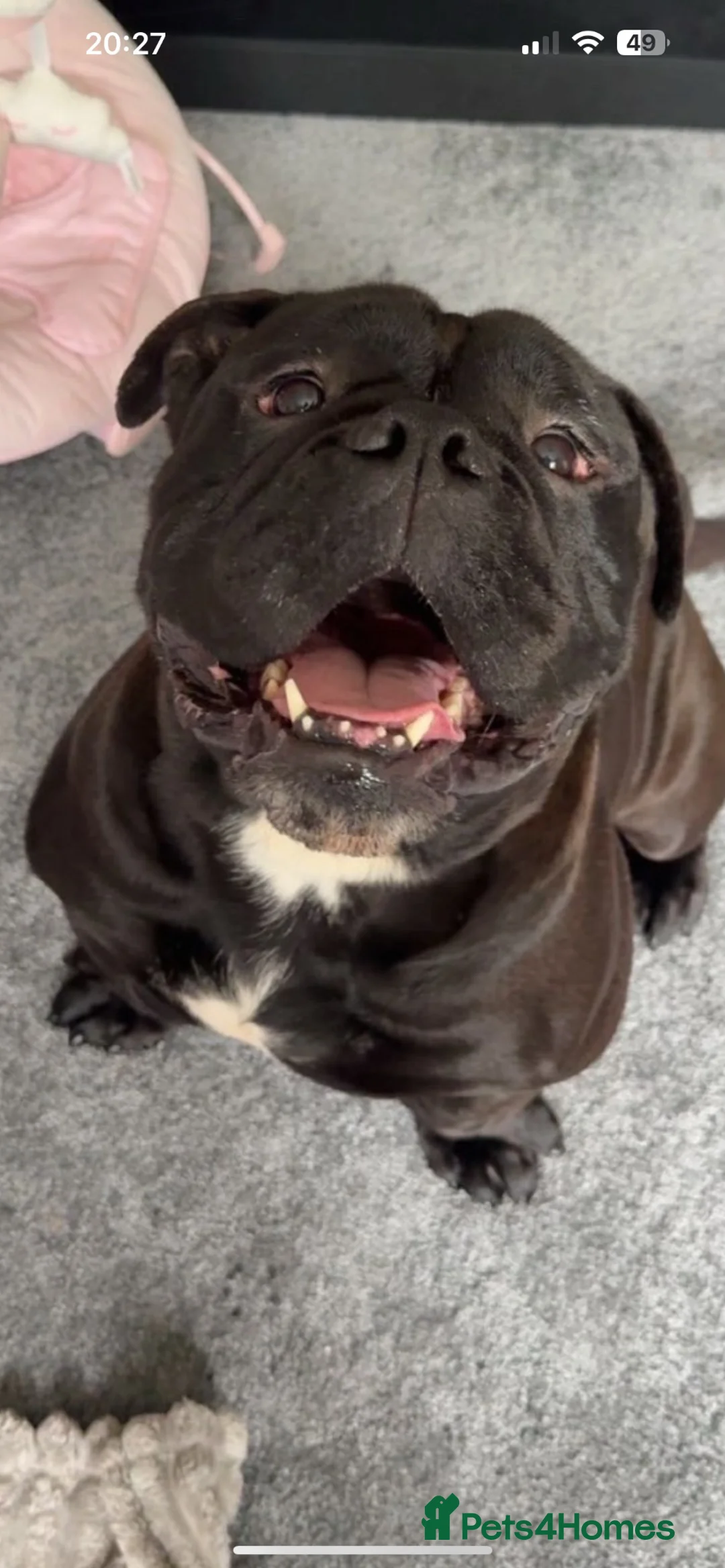 Mixed Breed dogs for sale: Old English bulldog/staff - Advert 1