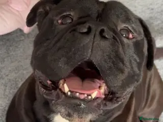 Mixed Breed dogs Old English bulldog/staff - Advert 2