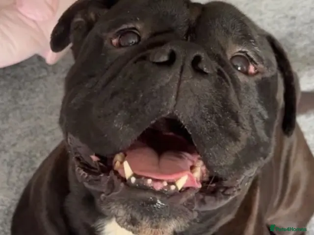 Mixed Breed dogs Old English bulldog/staff - Advert 20