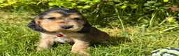 Cocker Spaniel dogs for sale: Show Type +DNA tested - Advert 8