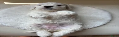 Cockapoo 3- white/ blond girl