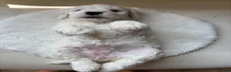 Cockapoo dogs for sale: Adorable F2 Cockapoo Puppies  - Advert 13