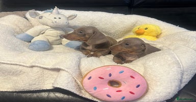Dachshund dogs - Advert 6