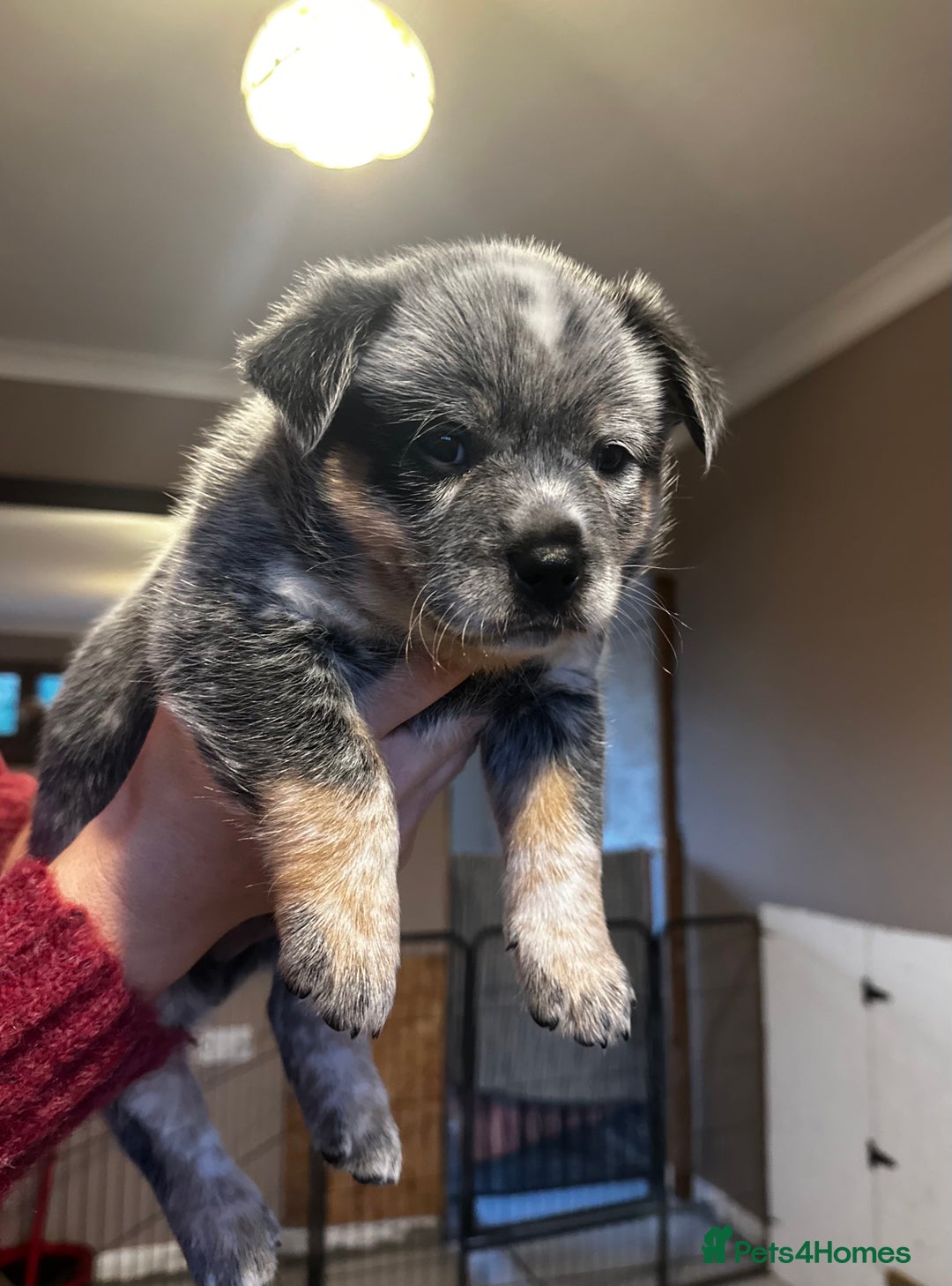 Australian Cattle Dog dogs for sale: Absolutely stunning litter!! - Advert 5