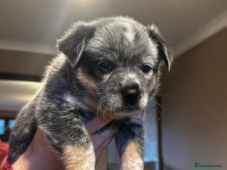 Australian Cattle Dog dogs Absolutely stunning litter!! - Advert 1