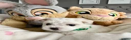Maltese dogs for sale: GORGEOUS KOREAN MALTESE PUPPIES - Advert 19