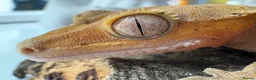Mixed Breed reptiles for sale: various geckos! - Advert 11