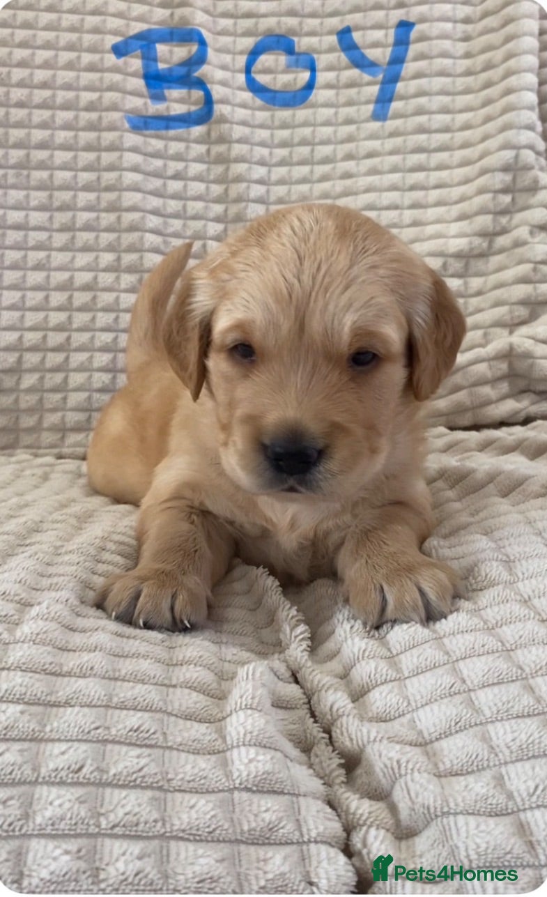 Golden Retriever dogs Golden Retriever Puppies Health Tested  - Advert 1