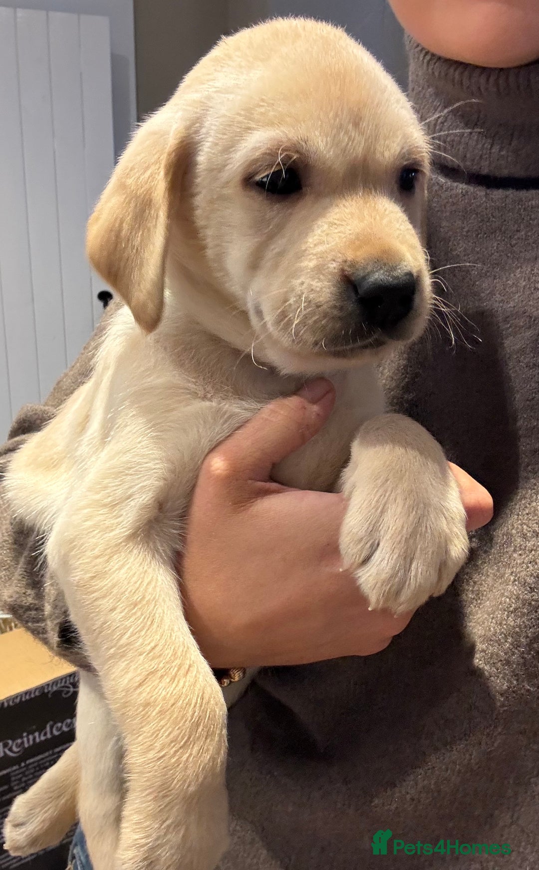Labrador Retriever dogs for sale: Ready next week! Pretty Perfect Labrador Puppy - Advert 4